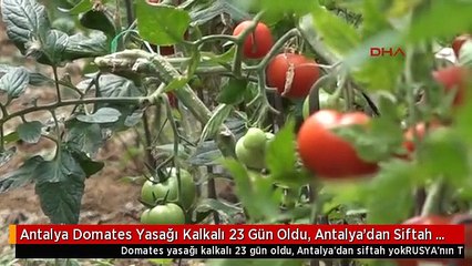 Antalya Domates Yasağı Kalkalı 23 Gün Oldu, Antalya'dan Siftah Yok
