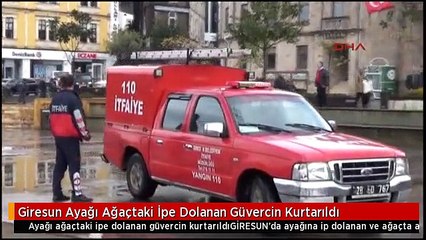 Download Video: Giresun Ayağı Ağaçtaki İpe Dolanan Güvercin Kurtarıldı