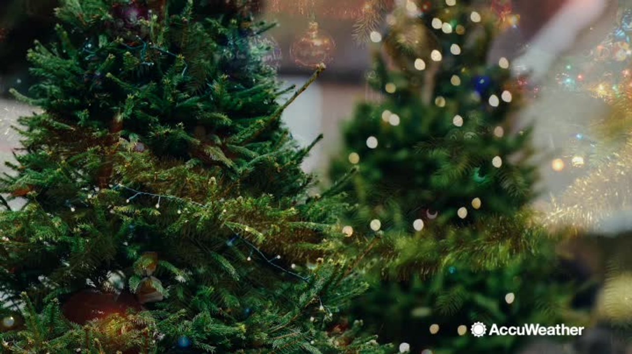 Artificial vs real Christmas trees