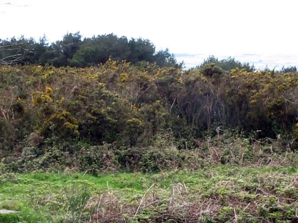 Locronan-2012 (6)