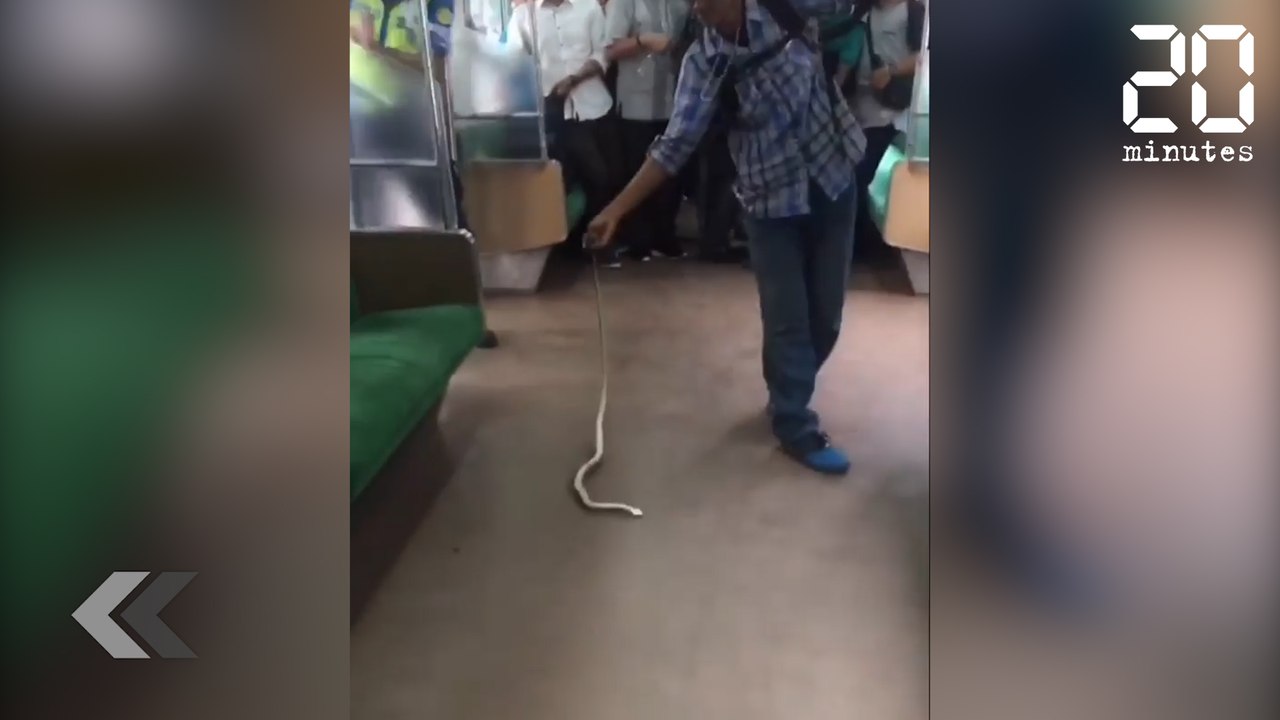 Il maîtrise un serpent dans le train - Le Rewind du jeudi 23 novembre 2017