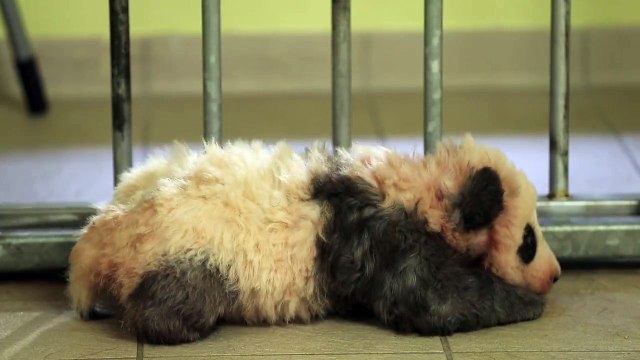Le bébé panda du zoo de Beauval fait ses premiers pas