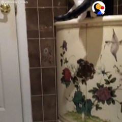 ce chat vient en aide à son copain coincé derrière une porte fermée