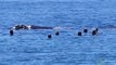 People Swim Close to Whale in Hobart's Derwent River