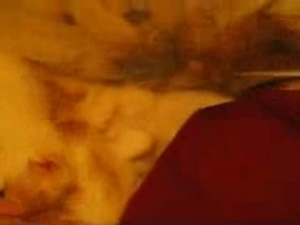 Cinq Chatons de Van