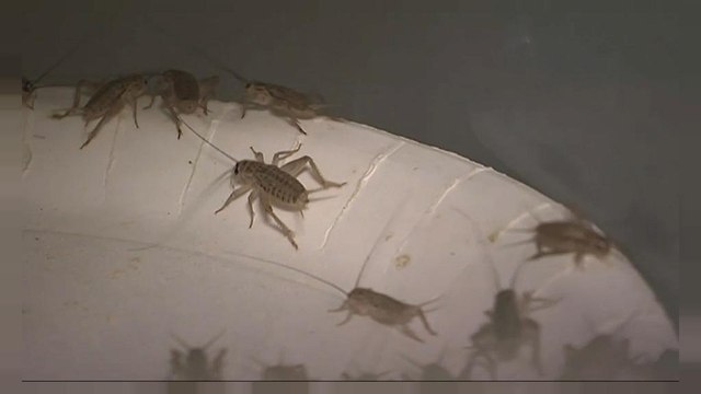 Finlande : le premier pain aux grillons commercialisé