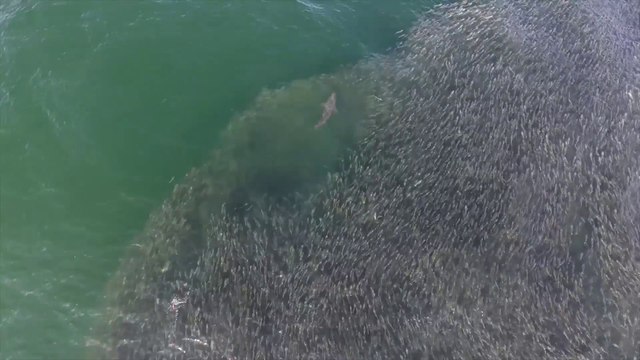 Les images aériennes de ces requins qui chassent dans un banc de sardines sont exceptionnelles.