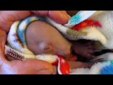 Tiny Wombat Gets Serious Cuddle Time