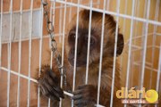 Macaco que sofria maus-tratos é resgatado em Cajazeiras
