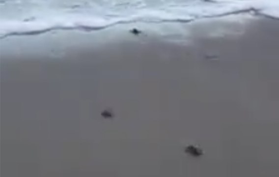 Turtle Hatchlings Make Their Way to Sea in Melbourne Beach, Florida