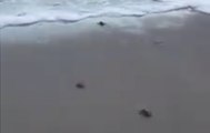 Turtle Hatchlings Make Their Way to Sea in Melbourne Beach, Florida