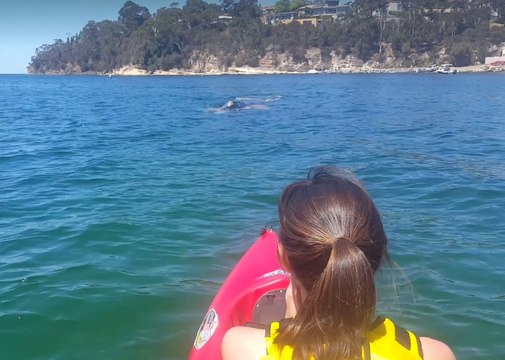 Kayakers Approached by Southern Right Whale at Hobart Beach