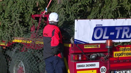 Árvore de Natal do Vaticano já está na Praça São Pedro