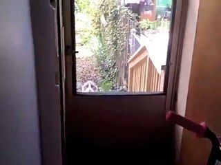 OUVRE-MOI - PAROLE DE CHAT