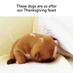 These dogs are us after our Thanksgiving feast