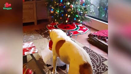 Ten Sneak Attacks // Funny Animal Compilation