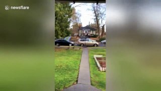 'It's Turkey time' - Man films turkeys walking across street on Thanksgiving