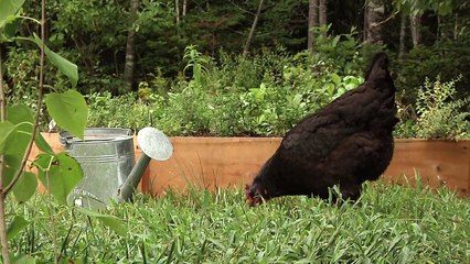 Buy Green Goo All Natural Chicken First Aid Salve