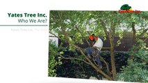 Yates Tree Inc. - Professional Tree Care Services in San Antonio
