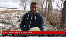 2 Bin Lahana Karlar Altında Kaldı