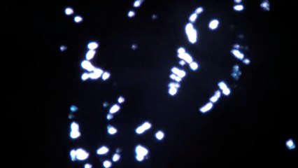 Muse - Liquid State, Seoul Olympic Stadium, 08/17/2013