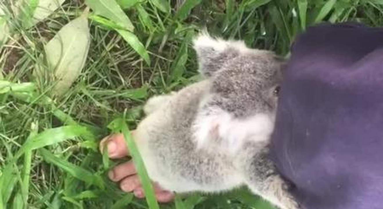 Baby Koalas Learning To Climb Are So Cute That Our Minds Can't Quite Compute