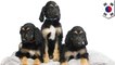 Scientists make puppy clones of world's first cloned dog