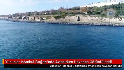 Yunuslar İstanbul Boğazı'nda Avlanırken Havadan Görüntülendi