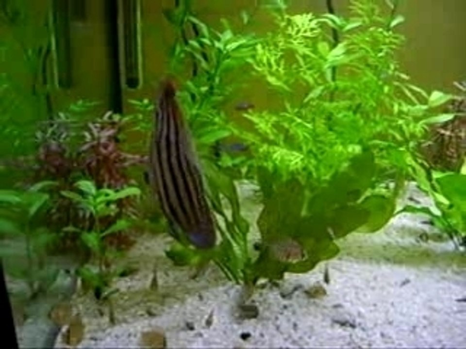 Discus Gwenn
