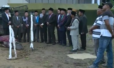 Sembelih Kerbau Tanda Dimulainya Pesta Adat