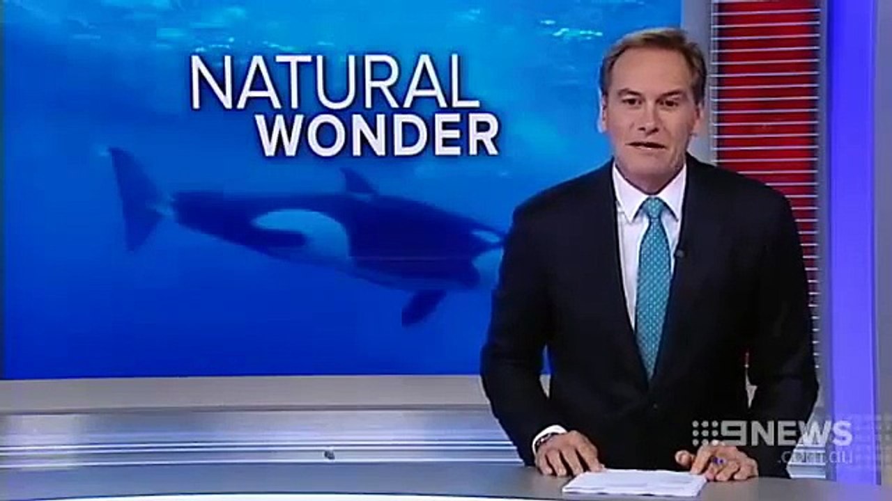 KILLER WHALE HOTSPOT in Bremer Canyon, Australia.  Channel 9 news.-xQCTWLmPzPw.CUT.00'00-00'35