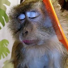 Monkey Loves Being Groomed.