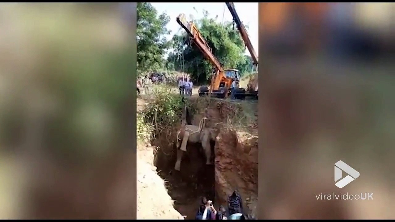 Il sortent les grands moyens pour sauver un éléphant tombé dans un puits.