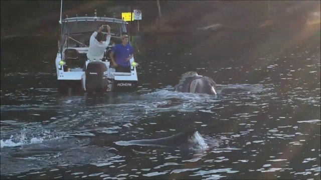 Une baleine vient demander de l'aide à des pecheurs... Incroyable