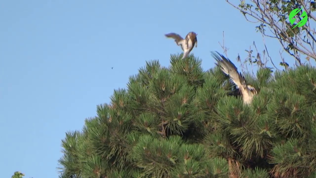 Cet écureuil réussit à échapper à un aigle... regardez comment!