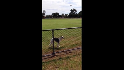 Ce chien est monté sur ressort... Incroyable