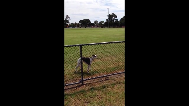 Ce chien est monté sur ressort... Incroyable