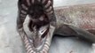 Les images rares d'un requin-lézard, animal préhistorique, véritable fossile vivant