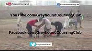 82 Chak race #5  greyhound race  greyhound racing 2018