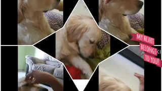 Meet Champ the most pampered dog - Golden Retriever