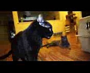 Talking Kitty Cat 56 - How To Fix A Paranoid Cat