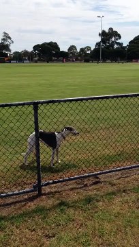 Ce chien a une façon incroyable de sauter au dessus d'une clôture, trop fort !