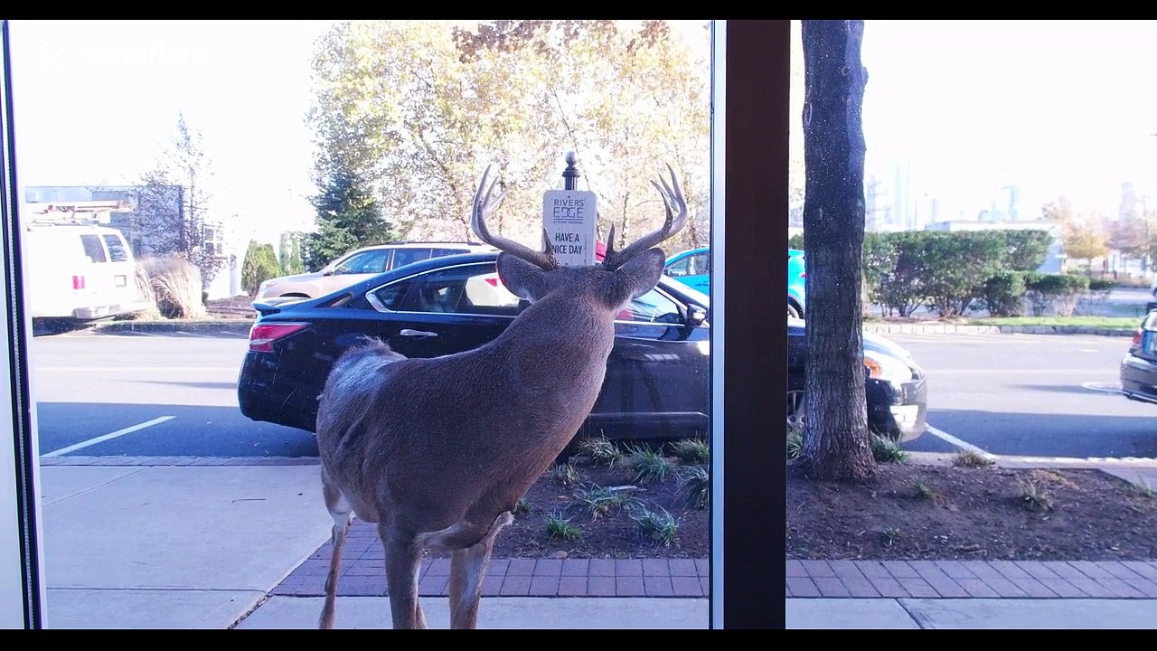 Stray deer headbutts shop window in New Jersey