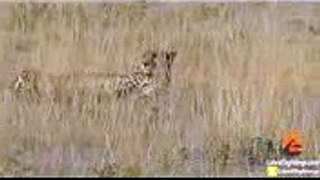 4 Male Cheetahs Against 1 Female