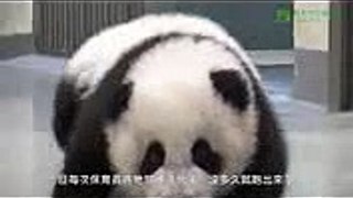 Giant Panda puts Baby Back To Bed