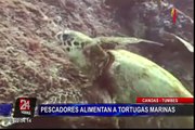 Tortugas marinas se han convertido en un atractivo turístico del balneario Canoas