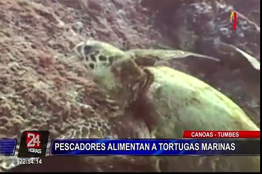 Tortugas marinas se han convertido en un atractivo turístico del balneario Canoas