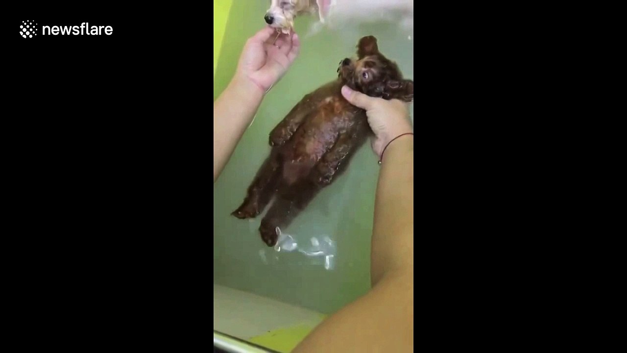 Mellow poodle lies back and enjoys shower with canine friends