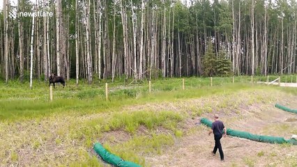Good samaritan confronts moose mother to rescue calf stuck in fence