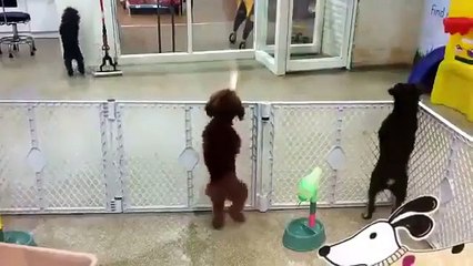 Kendisini bakım evinden almaya gelen insan dostunu gören köpek